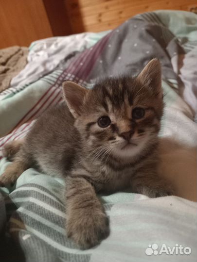 Отдам котят