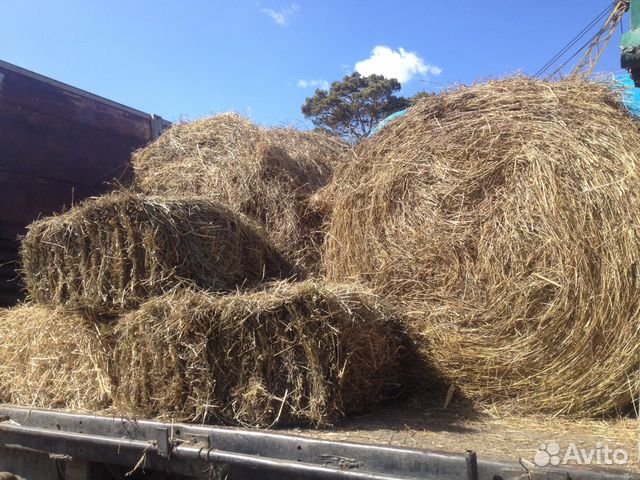 Сено луговое разнотравие тюки. Солома в тюках. Сено иркутск. Сено в рулонах. Сено разнотравье рулон 300 кг.