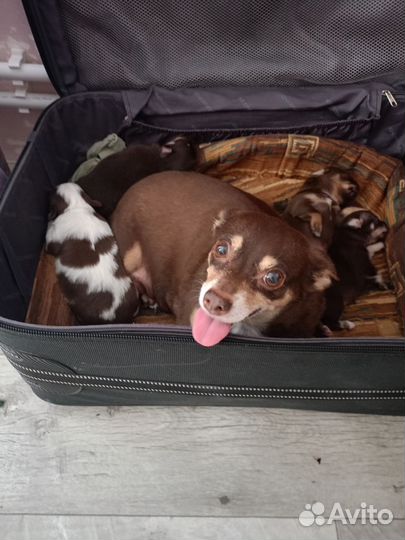 Маленькая собака чихуахуа