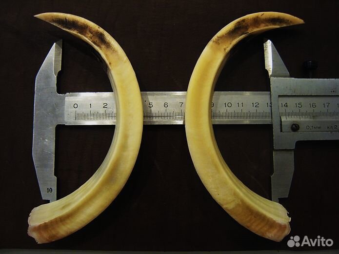 Охота на кабана