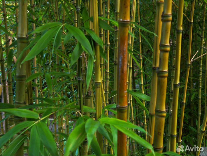 Бамбук гигантский семена шанхай