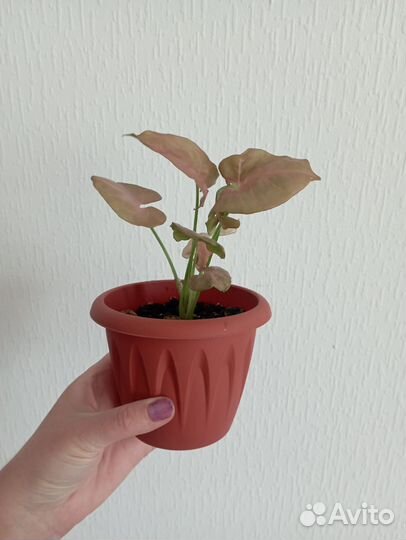 Монстера манки и сингониум