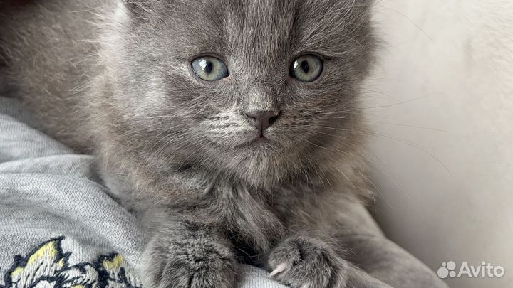 Кошка / Котенок / Бесплатно