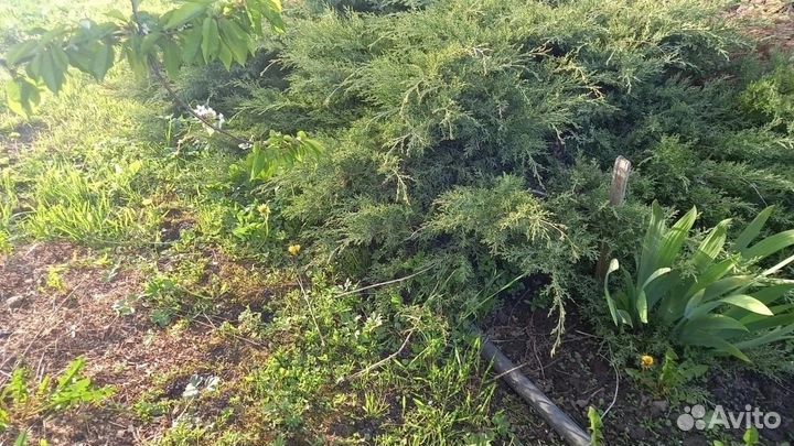 Можжевельник Виргинский