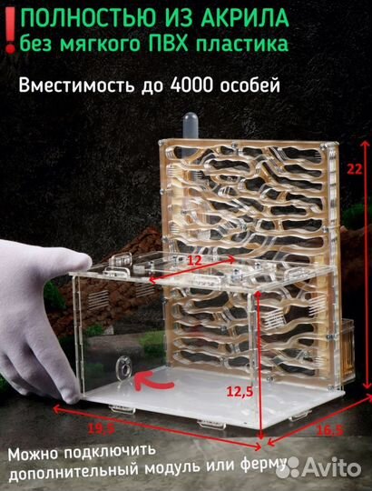Муравьиная ферма с муравьями