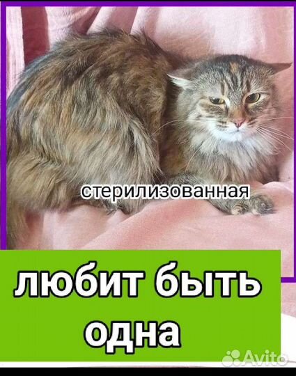 Кошечки и котики стерилизованные