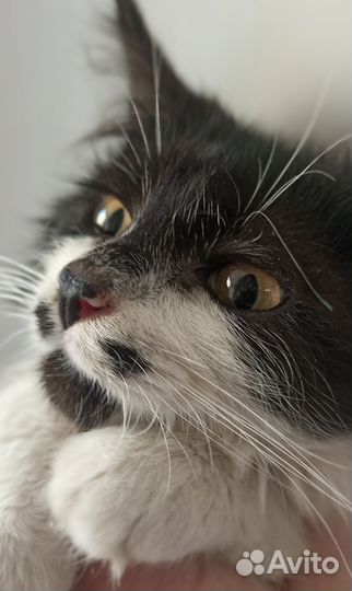 Котик в добрые руки