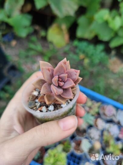 Суккуленты