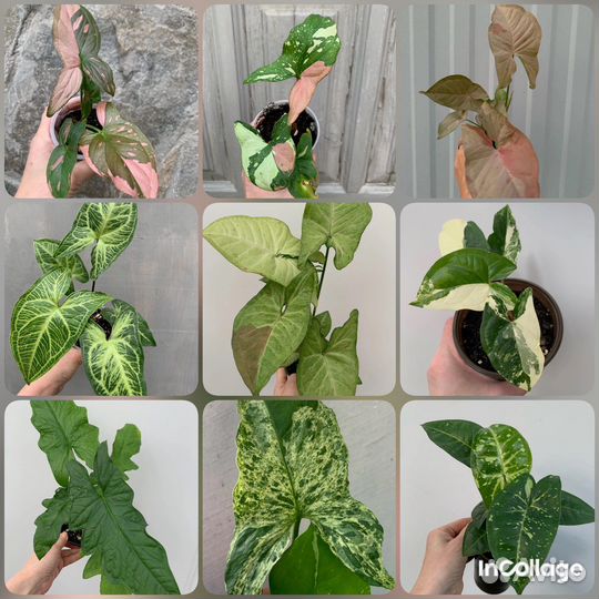 Сингониум в ассортименте часть 1