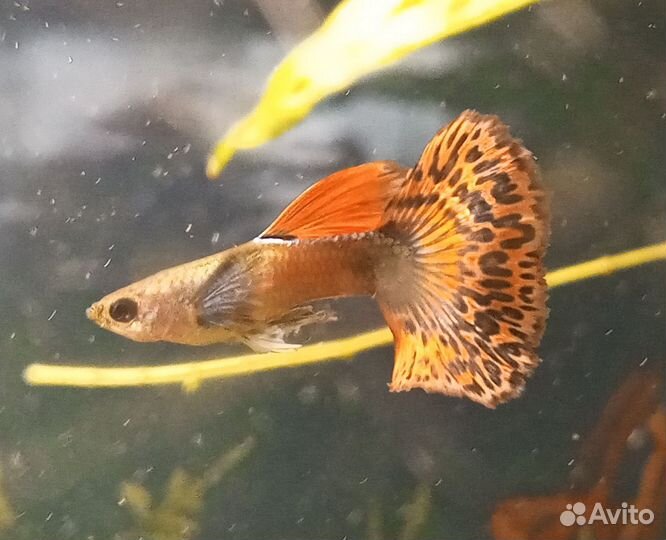 Аквариумные рыбки