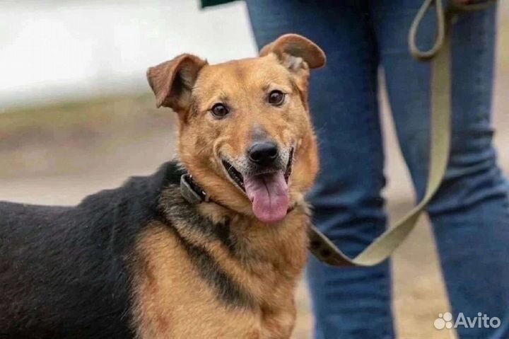 Собака в добрые руки