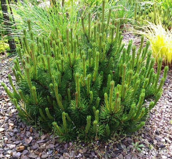 Сосна горная пумилио