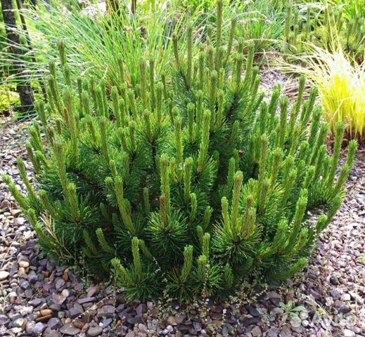 Сосна горная пумилио