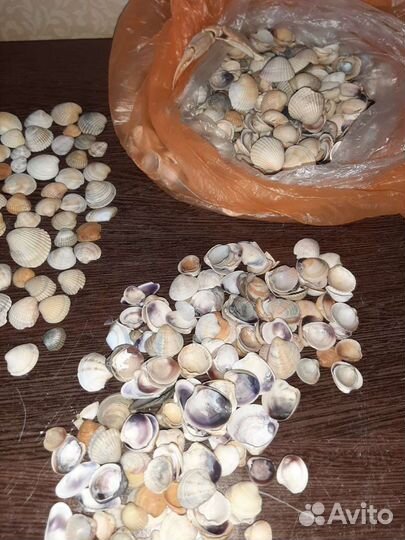 Морские ракушки раковины
