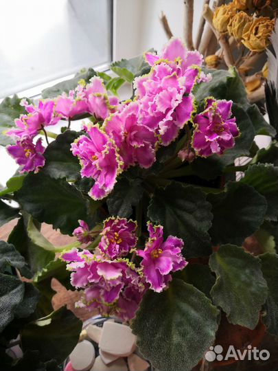 Фиалки детки