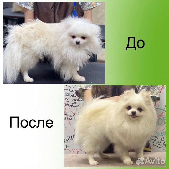 Груминг собак и кошек