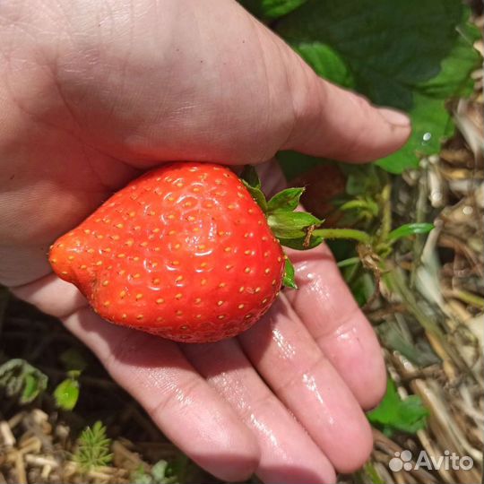 Саженцы Клубники Брилла. Рання