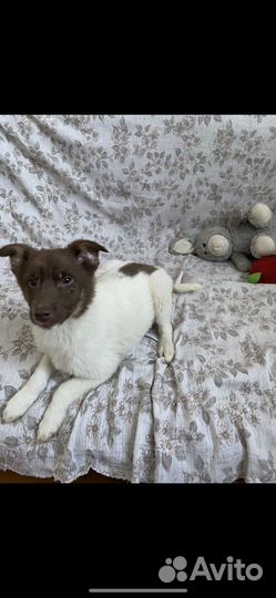 Милейшее создание