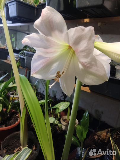 Гиппеаструм цветок