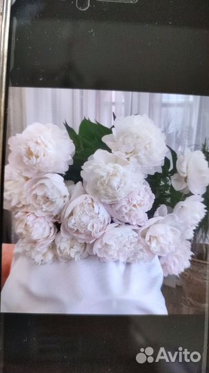 Цветы пионы от производителя