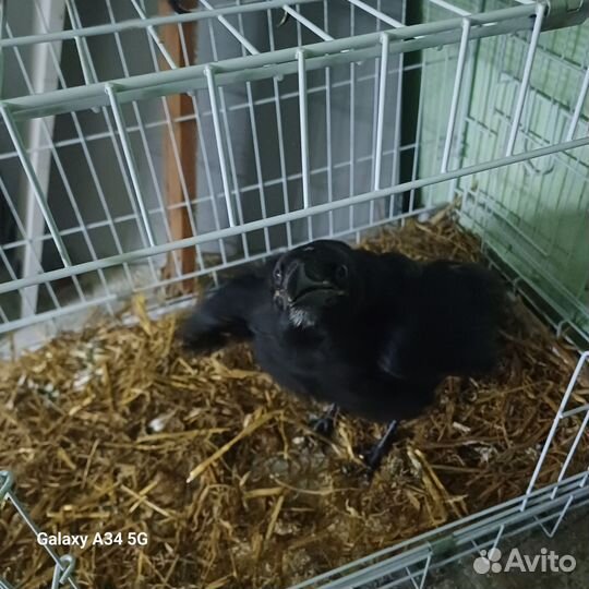 Черный ворон