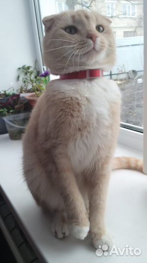 Коты отдам в добрые руки