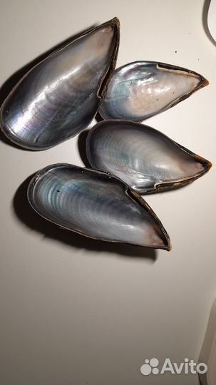 Набор разных ракушек для поделок