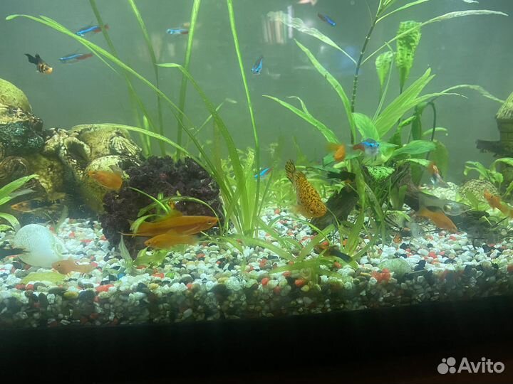 Меченосцы, цихлиды, креветки