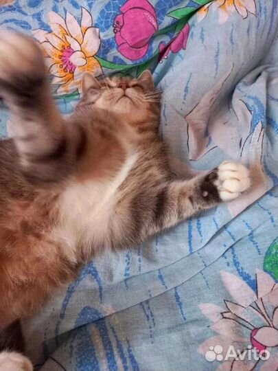 Кошечка Буся, годик, стерилизована