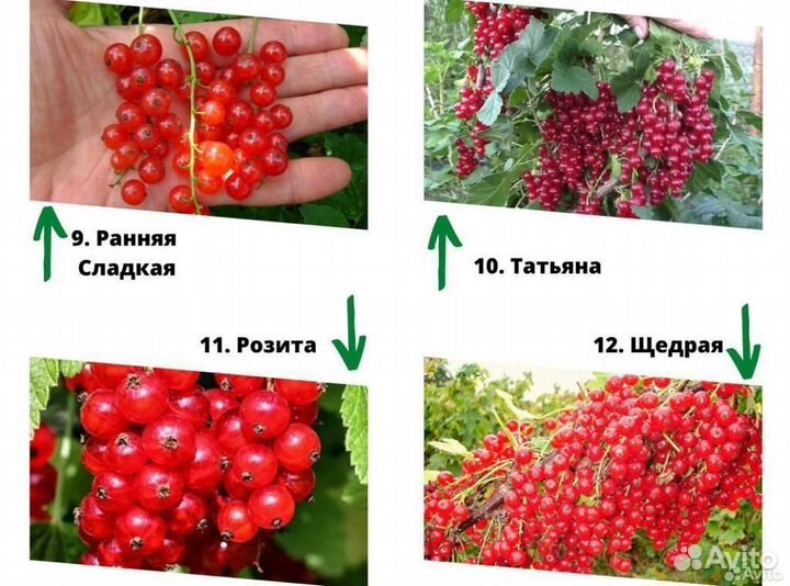 Саженцы смородины. Смородина