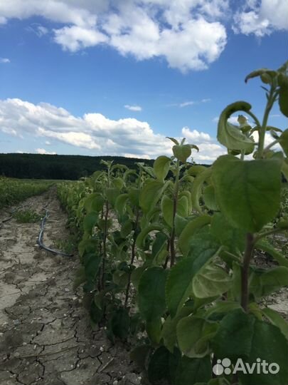 Колоновидные яблони