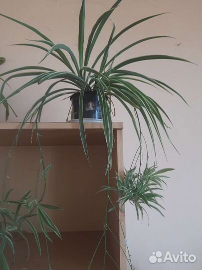 Хлорофитум