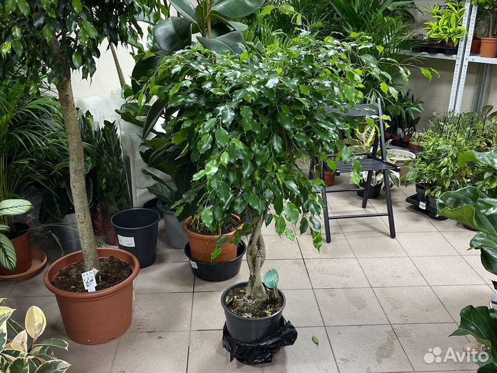 Фикус бенджамина