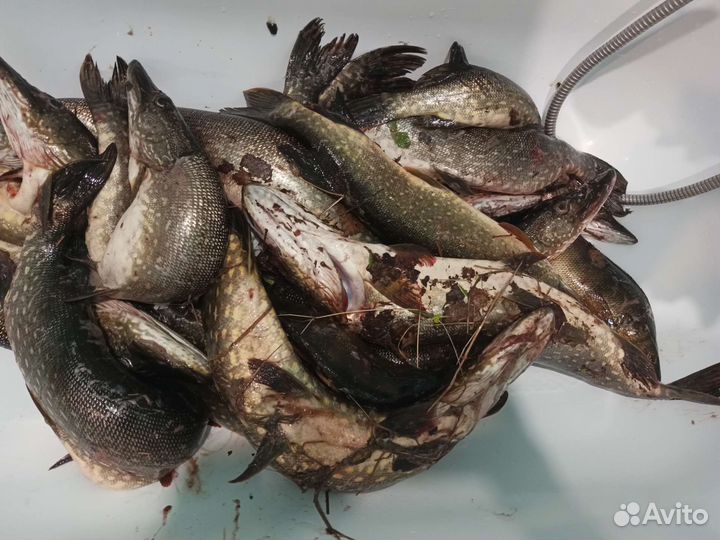 Рыба окуня,кумжа,щука