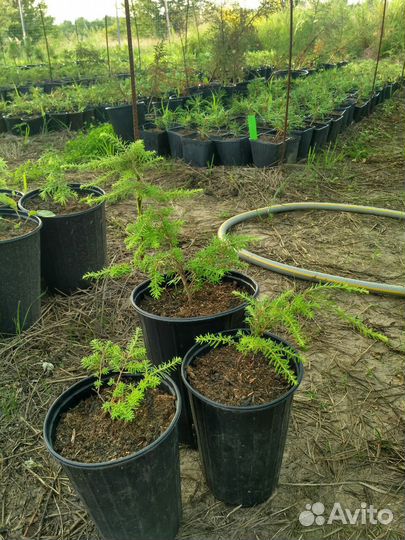 Тсуга разнолистная