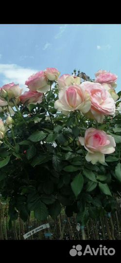 Роза на штамбе