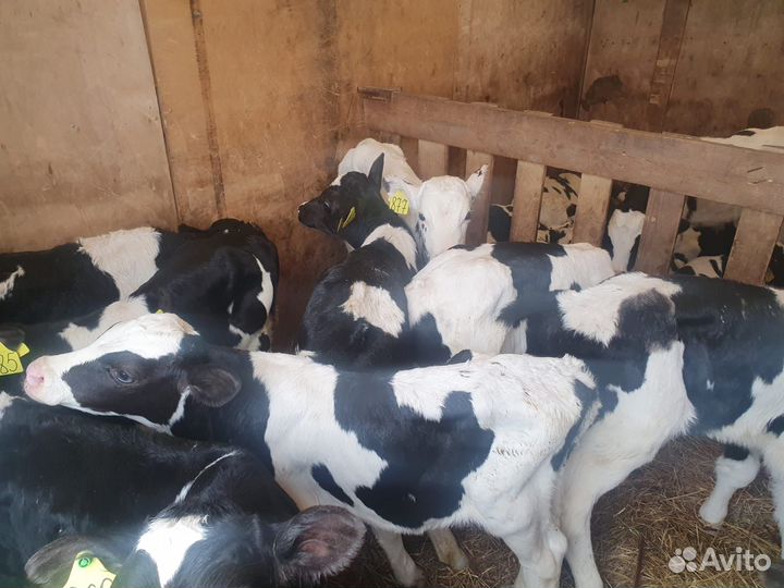 Бычки мясного направление Бесплатная доставка