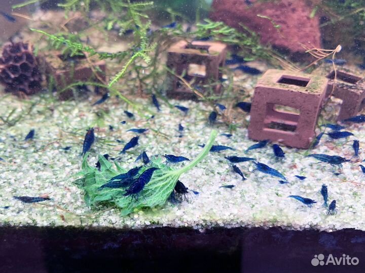 Креветки Blue Dream (Синяя мечта Neocaridina)