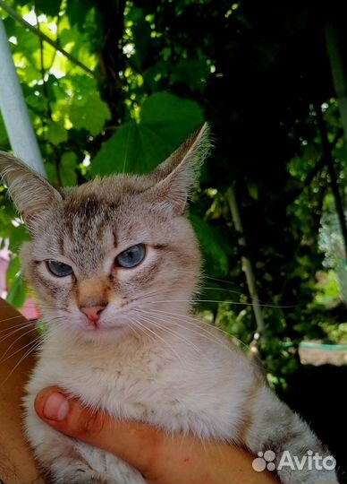 Ласковый котик в добрые руки