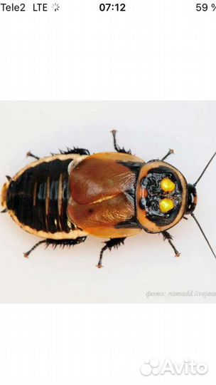 Тараканы экзотические