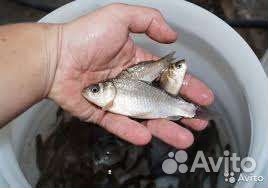 Живец карась