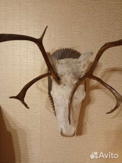 Чучело головы оленя