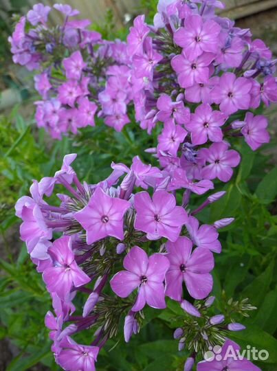 Флоксы многолетние