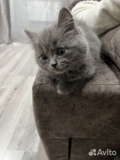 Одам кота в добрые руки
