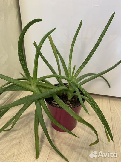 Алоэ 2-3 года