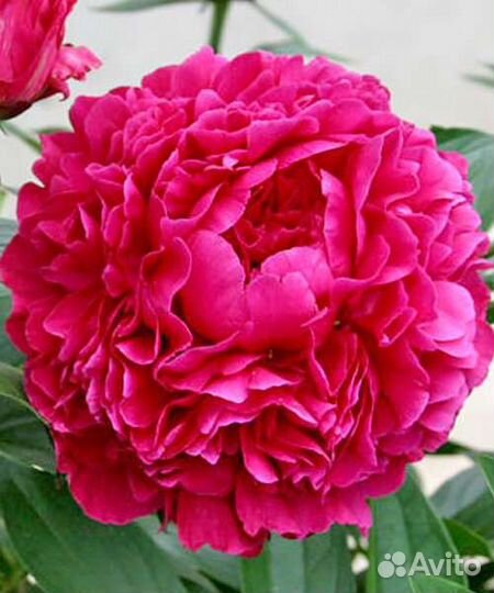 Корни пионов оптом Голландия