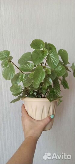 Комнатные растения цветы