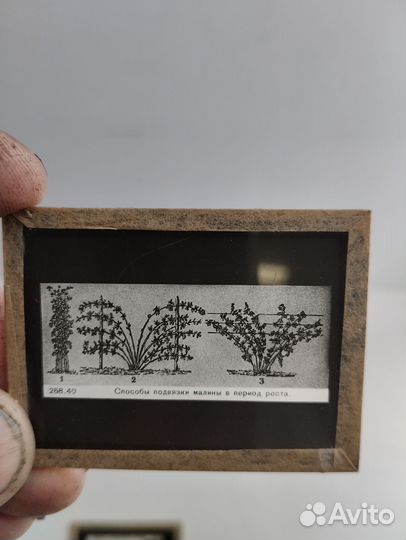 Диапозитивы стеклянные 1949 год