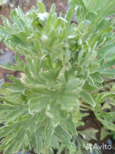 Ромашка садовая, полынь