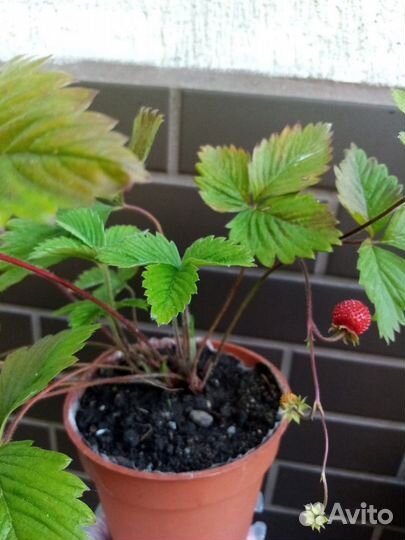 Земляника ремонтантная альпийская